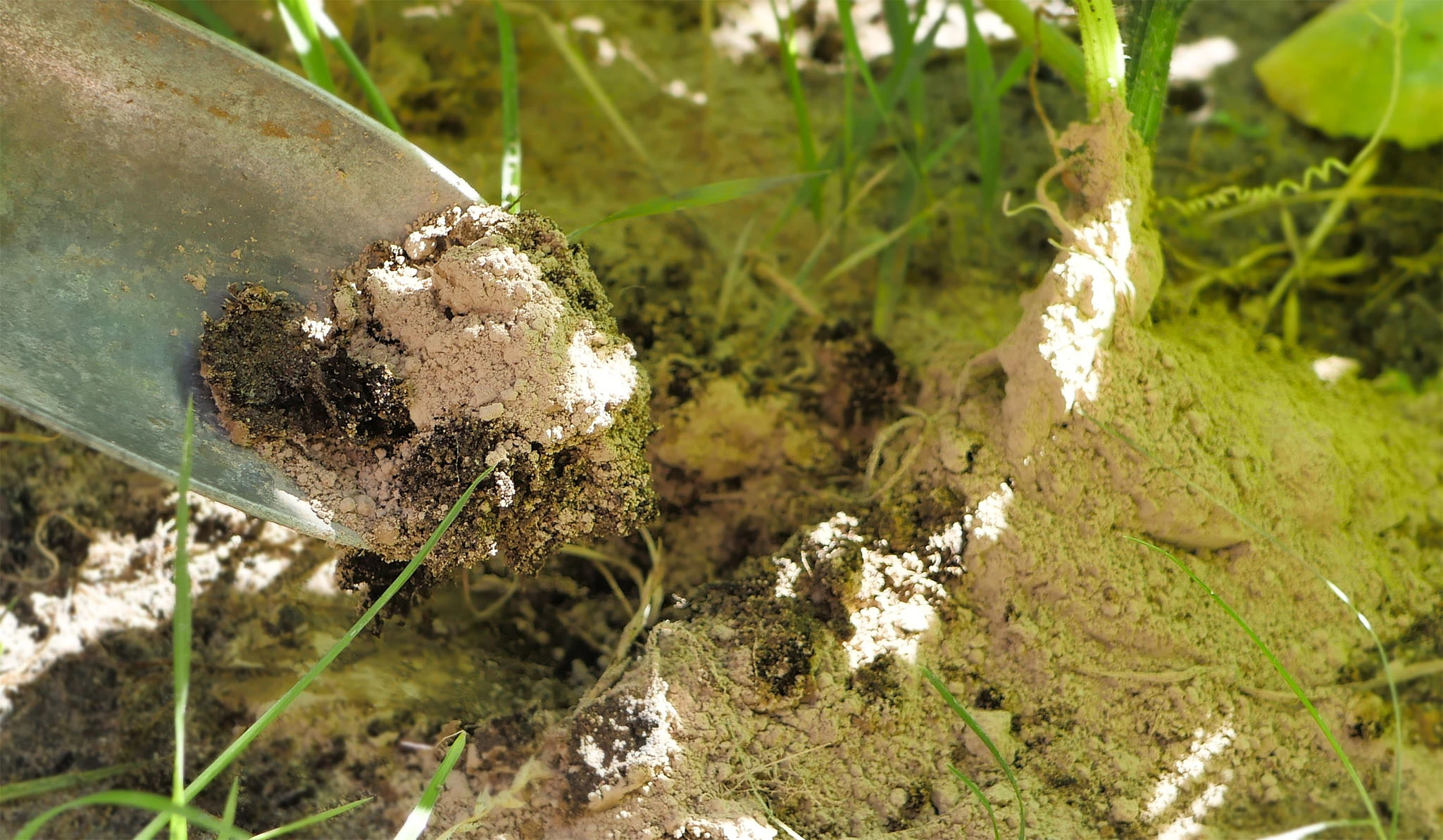 Ziemia okrzemkowa rozsypana wokół podstawy rośliny, część nabierana metalową łopatką.