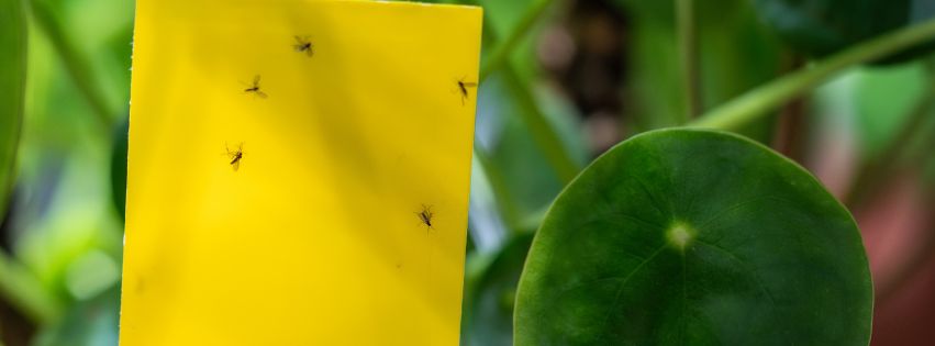 Ziemiórki (Sciaridae) odłowione na żółtej tablicy lepowej wśród zielonych liści rośliny doniczkowej, zdjęcie makro z płytką głębią ostrości.