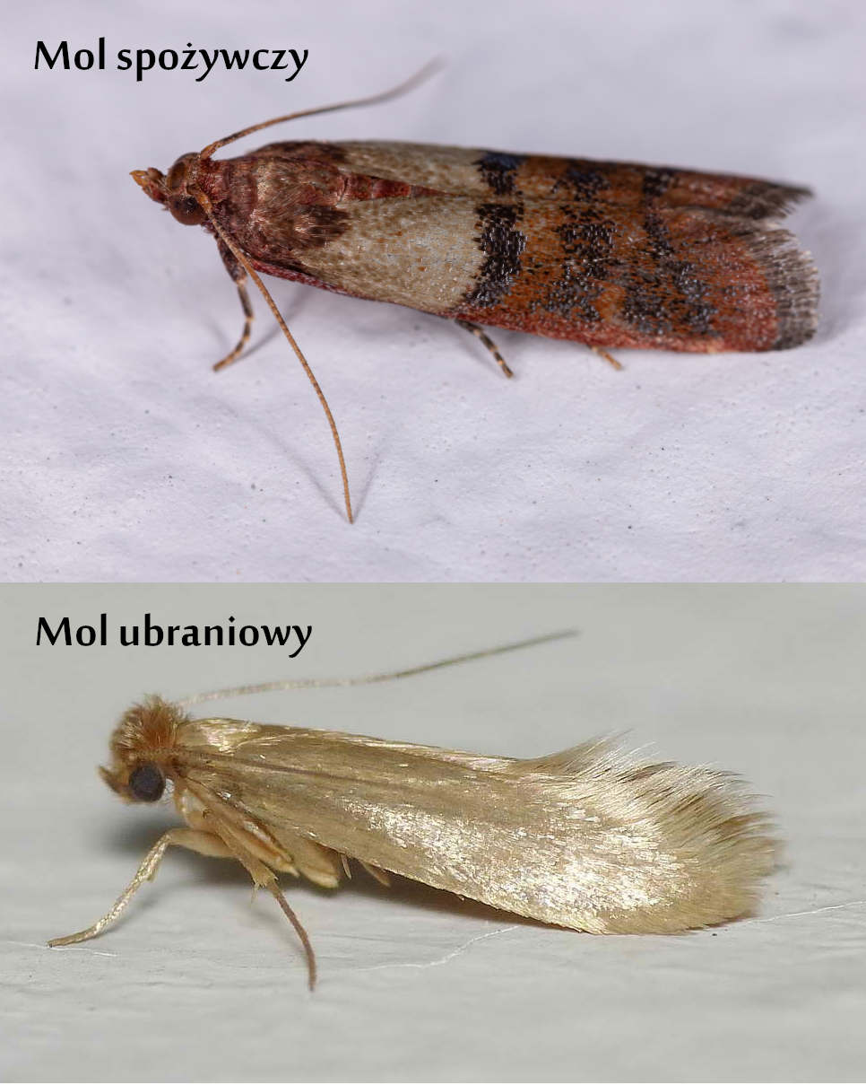 Blog - Jak pozbyć się moli spożywczych i odzieżowych? - PRYSKAJ.pl